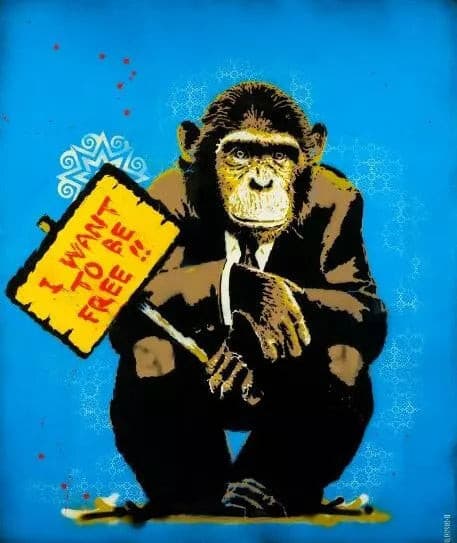 Monkey Love di Alessio-B. Opera unica spray e stencil su tela rappresentante una scimmia accovacciata mentre regge un cartello | Cd Studio d'Arte